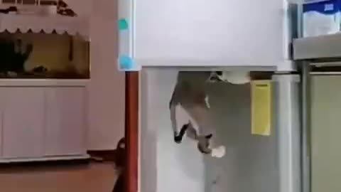 Cats steal from the fridge