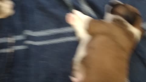 Little puppies