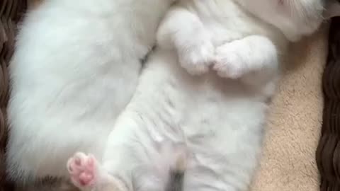 Cute kittens sleeping together 😍