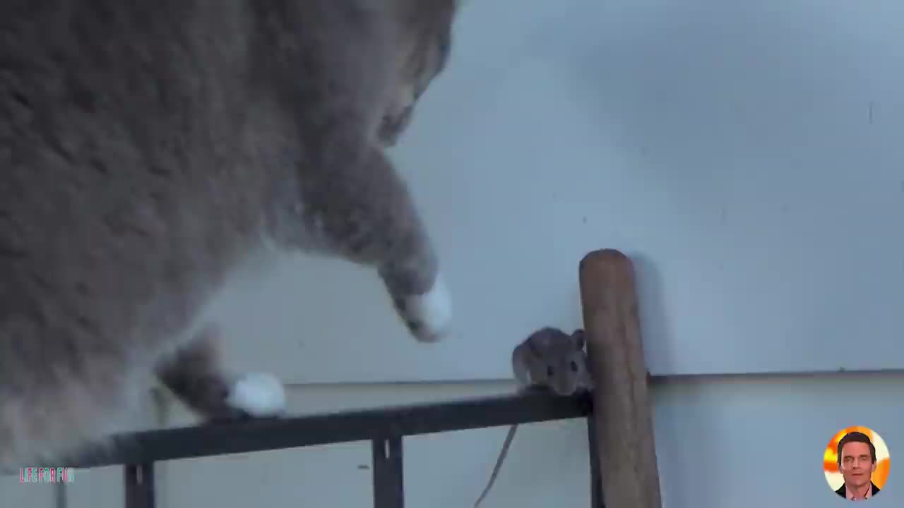 Cat & Mouse Funny Video