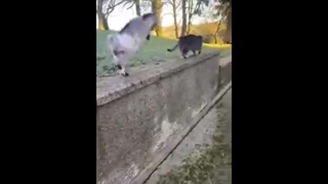 Beautiful Goat Kid | Fight With | Lovely Cat