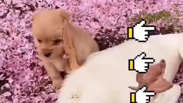 I Love Pets - Funny Pets Video Clips #Funny Pets