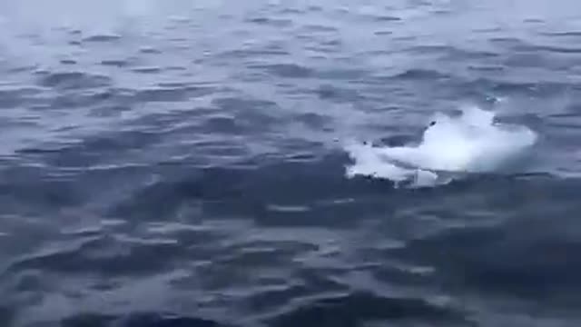 beluga playing like a pet