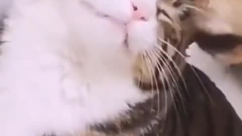 Funny and Cute DOG Videos Compilation