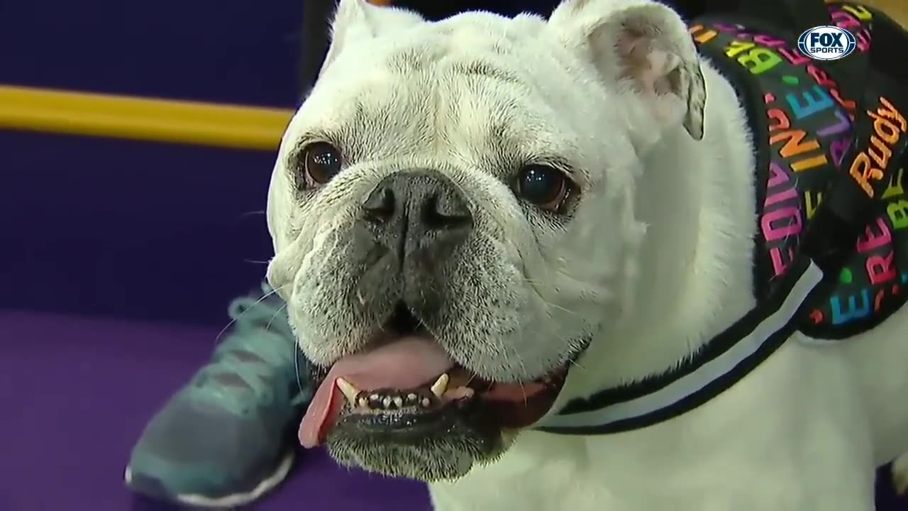 Watch Rudy the Bulldog crush the 2019 WKC Masters Agility course | FOX SPORTS