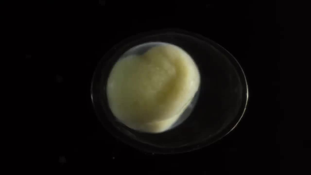 See a Salamander Grow From a Single Cell in this Incredible Time-lapse | Short Film 🌎 🌍