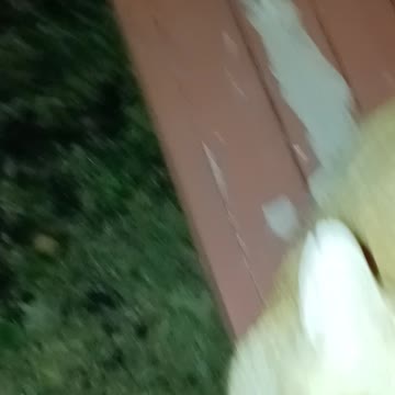 The neighbors cat greats me every night
