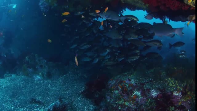 ive into the gathering place of fish! Explore their lives.
