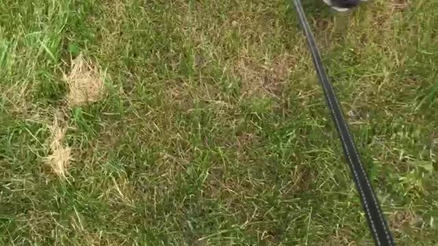 Tired white dog dragged by leash grass