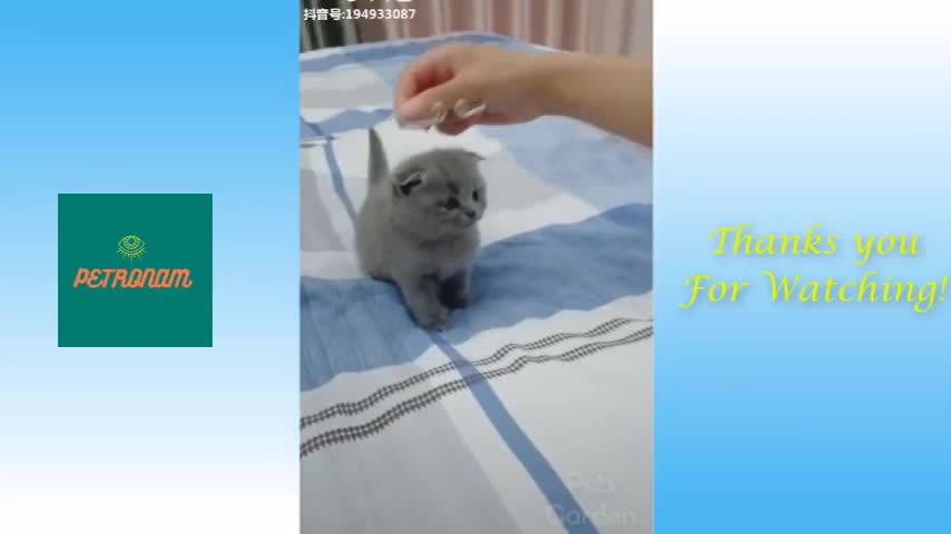 Cute Cat With A Tiara _ Playing Cat _ Baby Kitten _ Little Cat Cutest Pet At Home