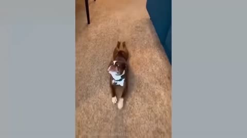 Laugh Out Loud with These Cute Pets and Funny Animals