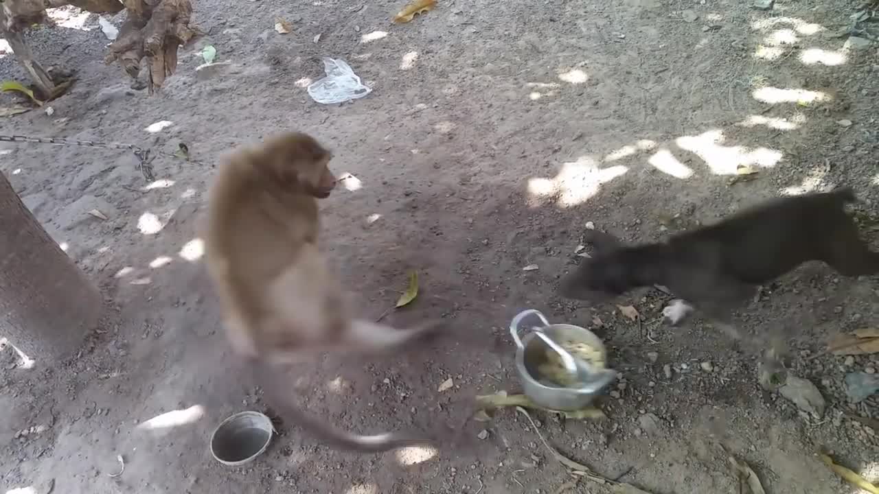 Monkey vs dog real fight