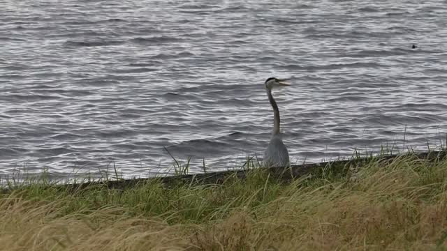 A swan keeps shaking its head#00