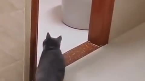 COOL CAT😹A FRIGHTENED CAT JUMPS😂