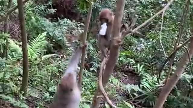 Cute Monkey And Funny Animals Compilation