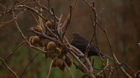 Brown bird kiwi tree