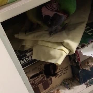 Sam the macaw plays hide and seek