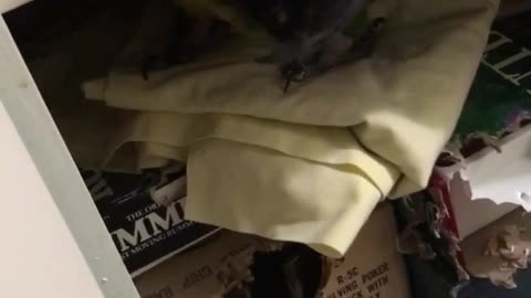 Sam the macaw plays hide and seek