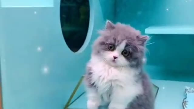 OMG so cute !Best funny cats and Dogs compilation