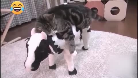 FUNNY ANIMALS VIDEOS - 001