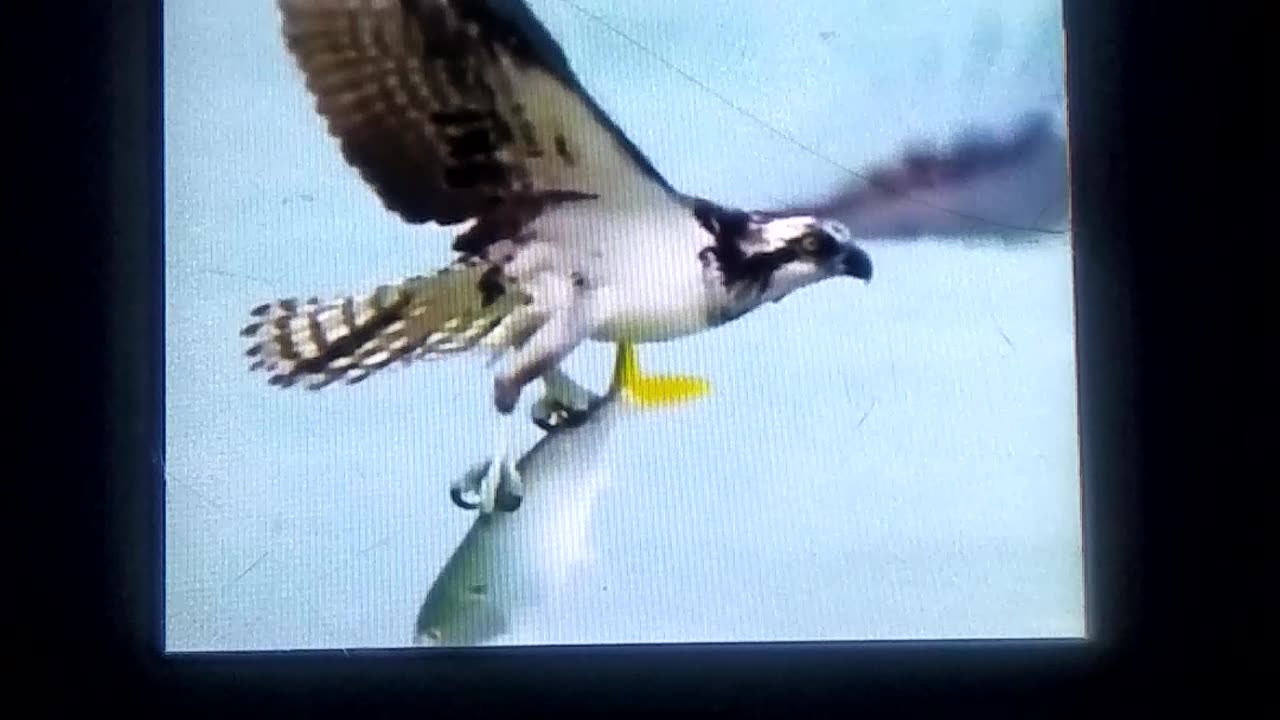 Eagle pick a fish from sea