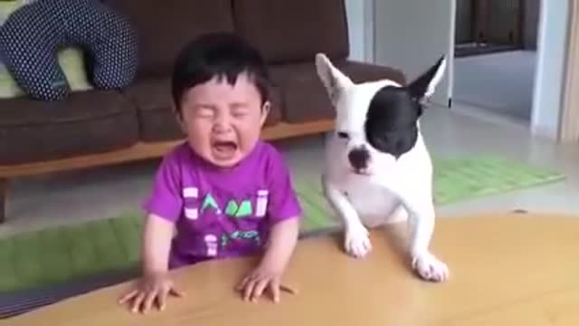 Funny DOG AND KIDS Videos