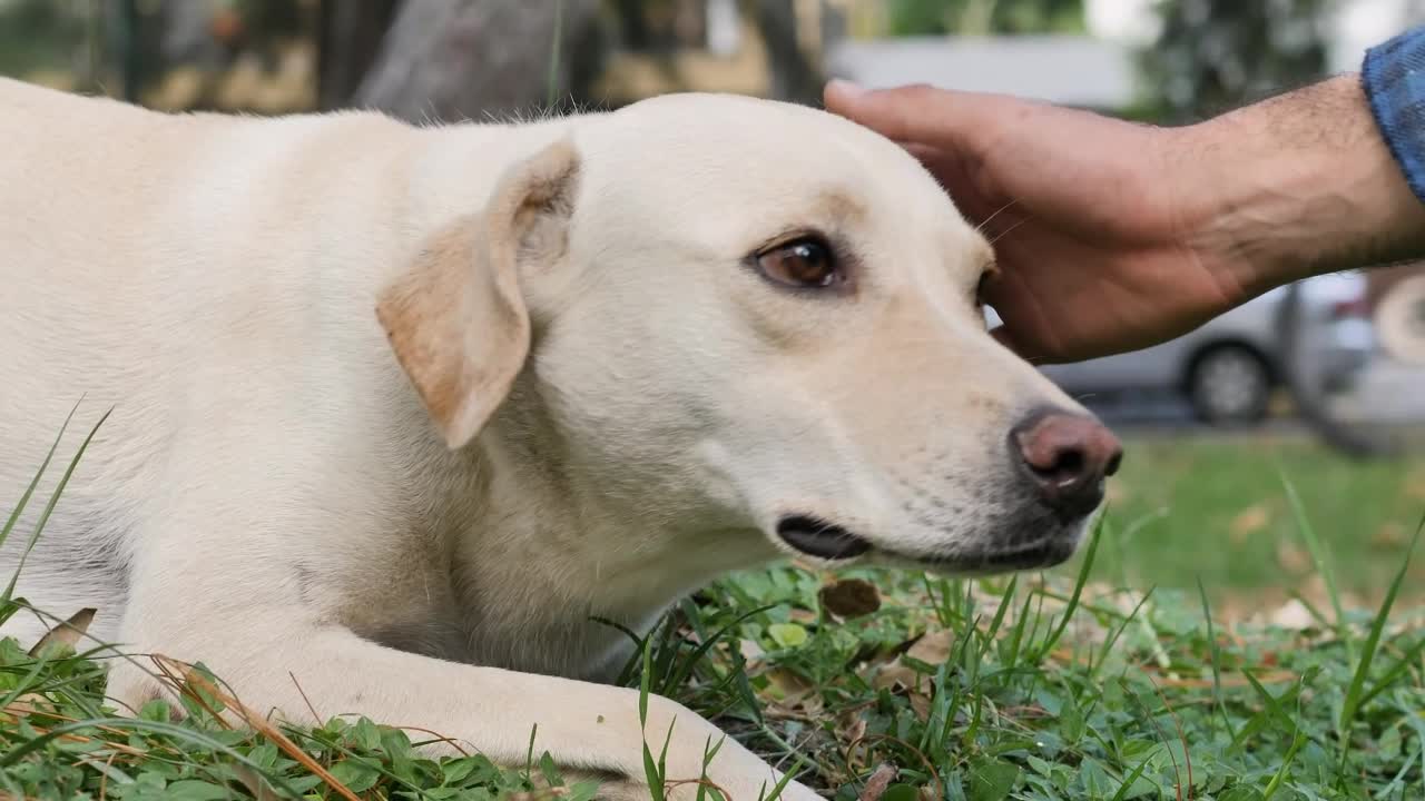 Stroking a dog lying on the grass