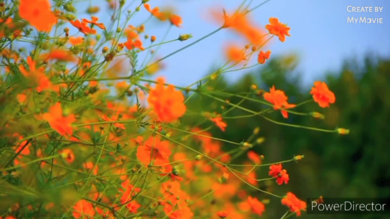 Relaxing music video self stress self mediation calming music helling music c yoga thearpy