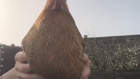 Chicken from FORTNITE!😂😂