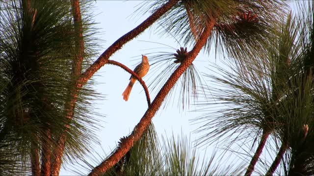 Brown Thrasher Singing
