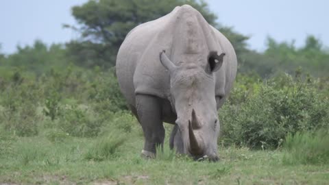 Animals, pets and wildlife: Rhinos grazing in the wild