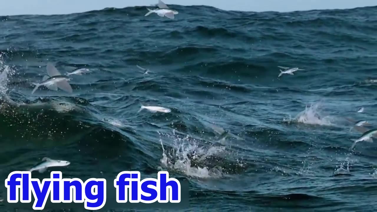 Flying fish