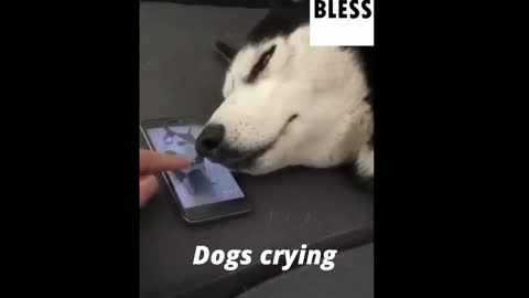 Dog cries while sleeping😲😧