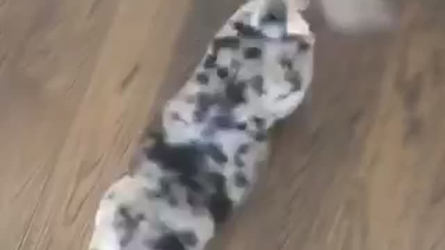 Rare Breed Of Pitbull