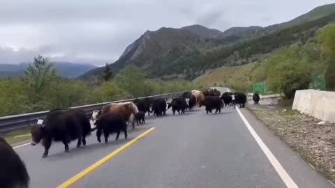 Herds of yaks are walking