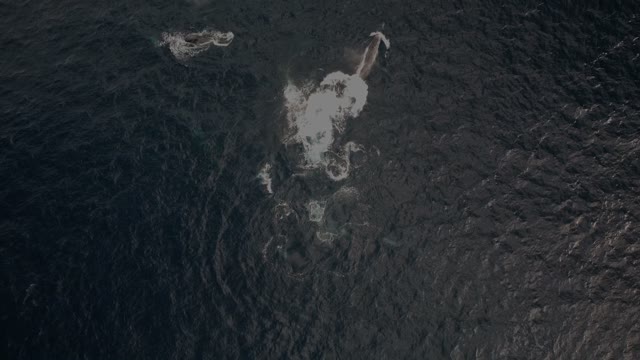 A pod of Humpack Whales & A pod of Dolphins playing together