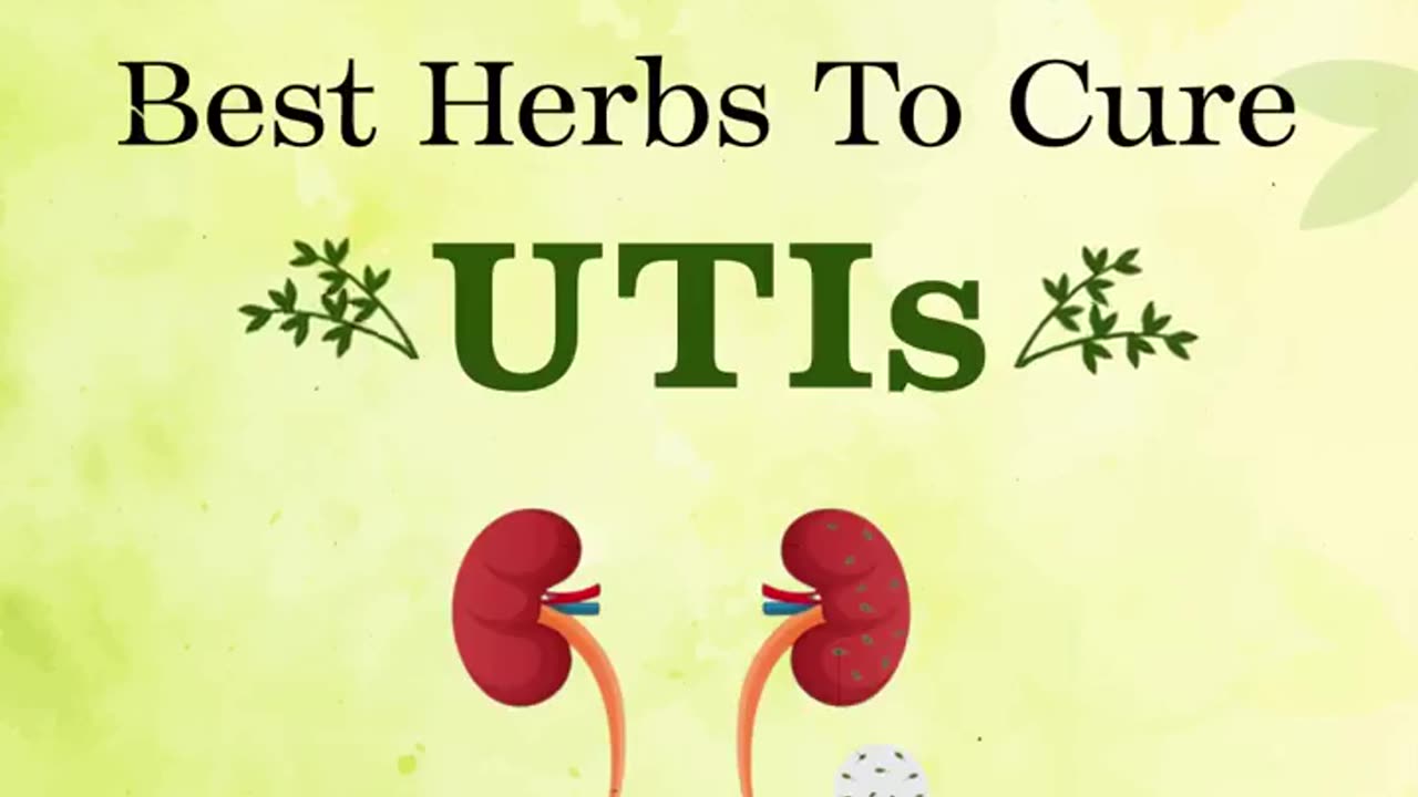 Best herbs to cure UTIs