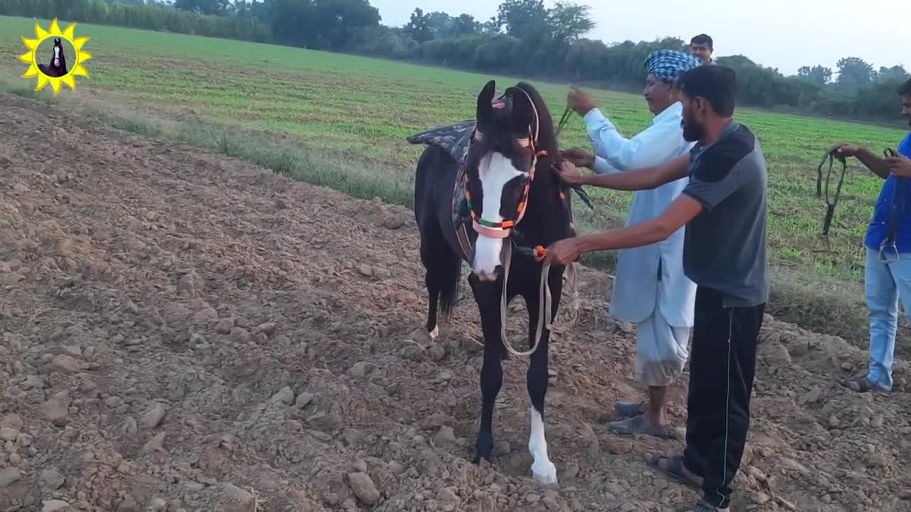 Horse Training Black