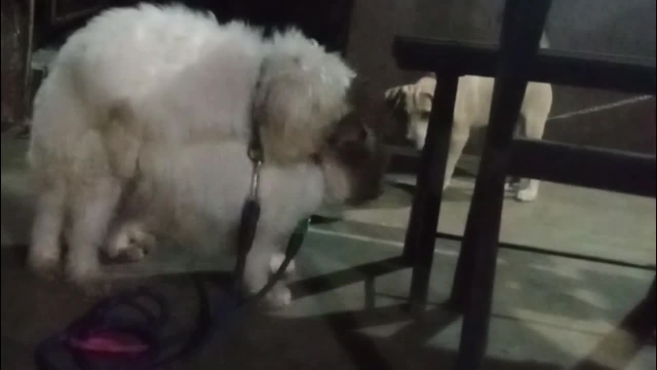 Pets Having fun its other Breed