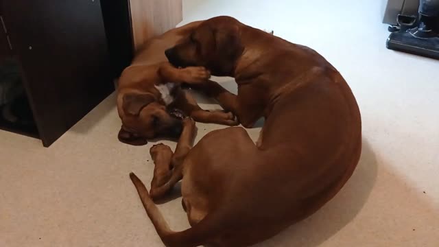 Rhodesian Ridgeback Dog & Pup Slow Motion Wrestling On A Hot Day