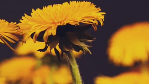 Blooming Dandelions