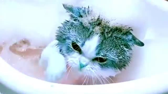 Cute and Funny Cat Videos | Baby Cats