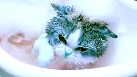 Cute and Funny Cat Videos | Baby Cats