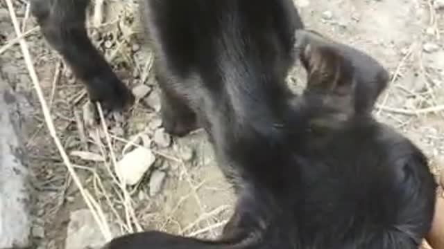 Funny video