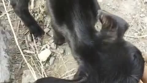 Funny video