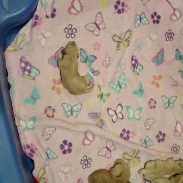 Mia's doodles day 9. Starting to walk.