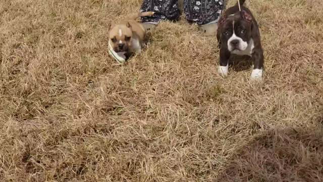 Strong 10 Week Old Micro American Bully Puppy
