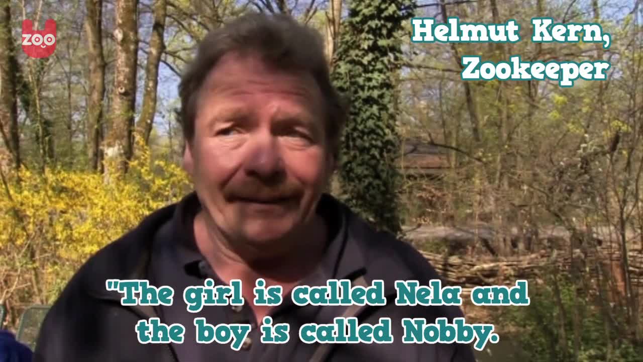 Polar Bear Cubs from Munich are Named Nela and Nobby