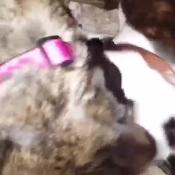 Annoying little brother - 5 yr old pit 11 yr old plott hound