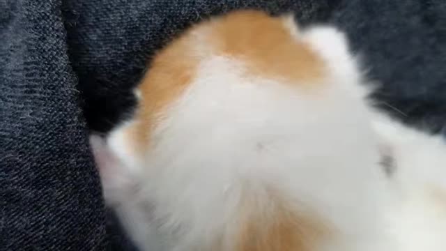 Cute cat is kneading